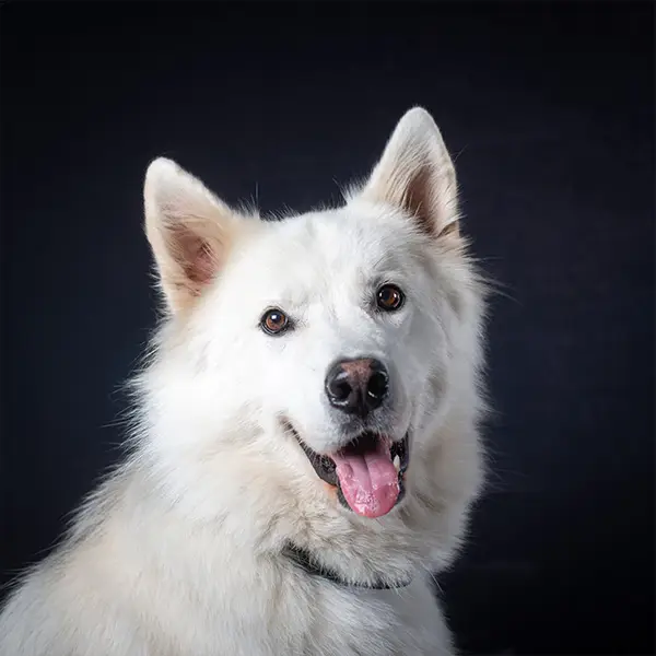 Finn